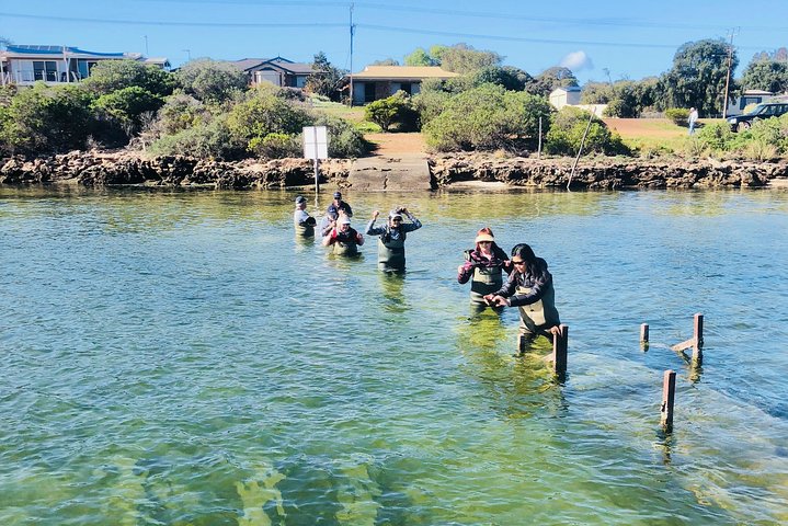 Oyster Farm Tour with Hotel Pick-up and return from Port Lincoln
