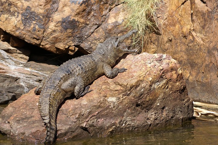 Ord River Cruise Experience with Riverside Lunch