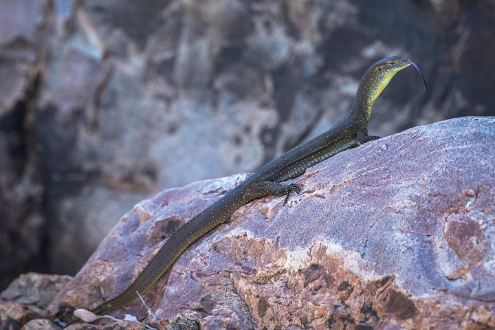 Ord River Explorer Cruise with Sunset