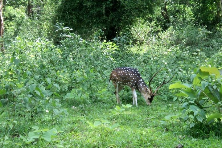 Coimbatore to Parambikulam Jungle Safari & Trekking Tour