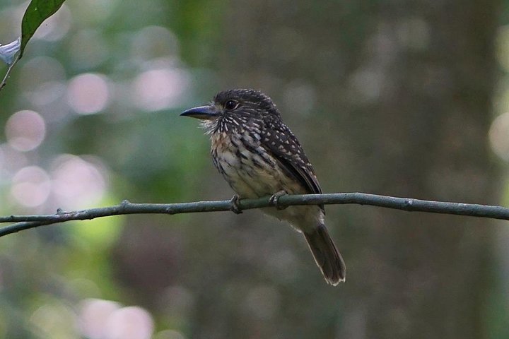 Soberania National Park Hike