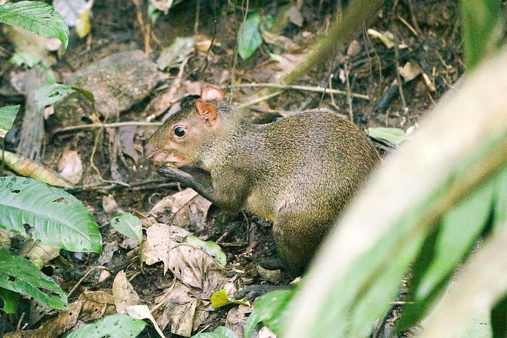Soberania National Park Hike