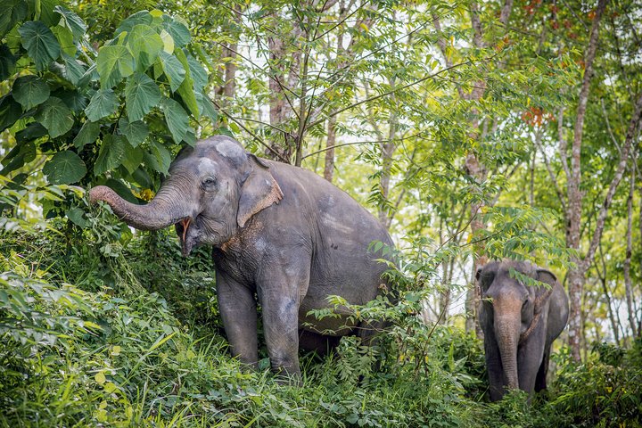 A Morning with the Elephants at Phuket Elephant Sanctuary