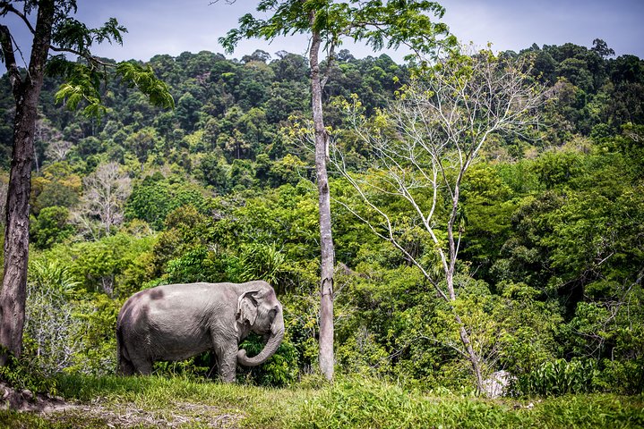 A Morning with the Elephants at Phuket Elephant Sanctuary