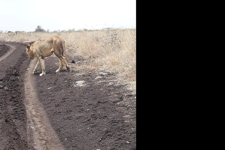 Nairobi National Park, Sheldrick Elephant, Giraffe Centre Tour