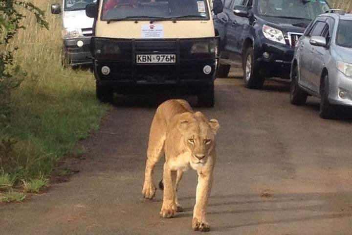 Nairobi National Park, Sheldrick Elephant, Giraffe Centre Tour