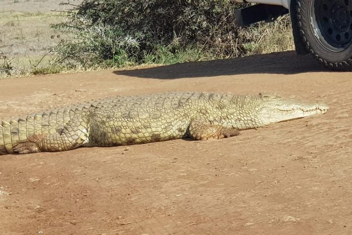 Nairobi National Park, Sheldrick Elephant, Giraffe Centre Tour