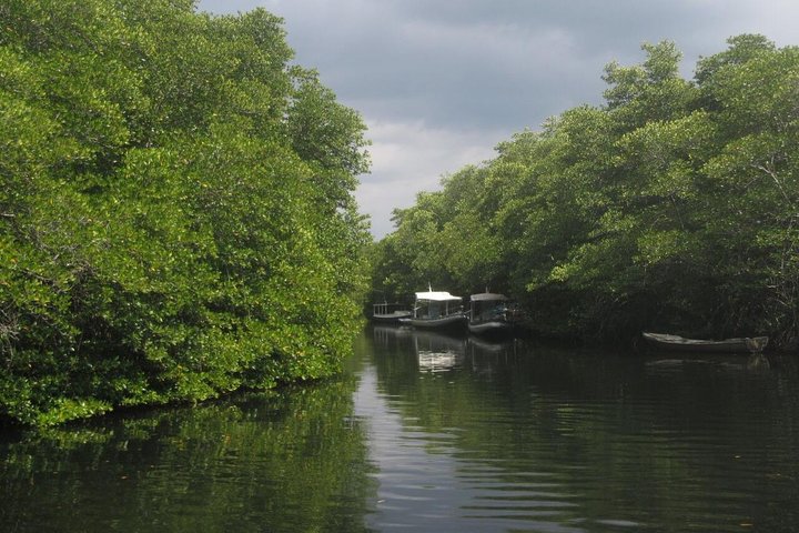1 Hour Mangrove Tour From Lembongan with Kayak, Paddle, or Boat