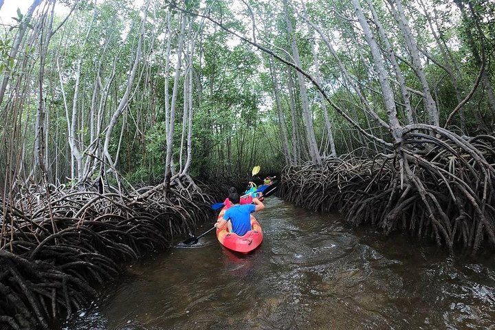 1 Hour Mangrove Tour From Lembongan with Kayak, Paddle, or Boat