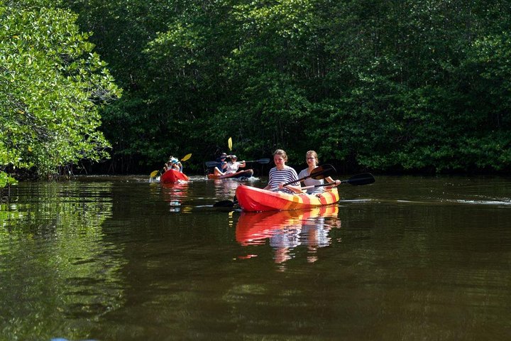 1 Hour Mangrove Tour From Lembongan with Kayak, Paddle, or Boat