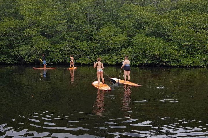1 Hour Mangrove Tour From Lembongan with Kayak, Paddle, or Boat