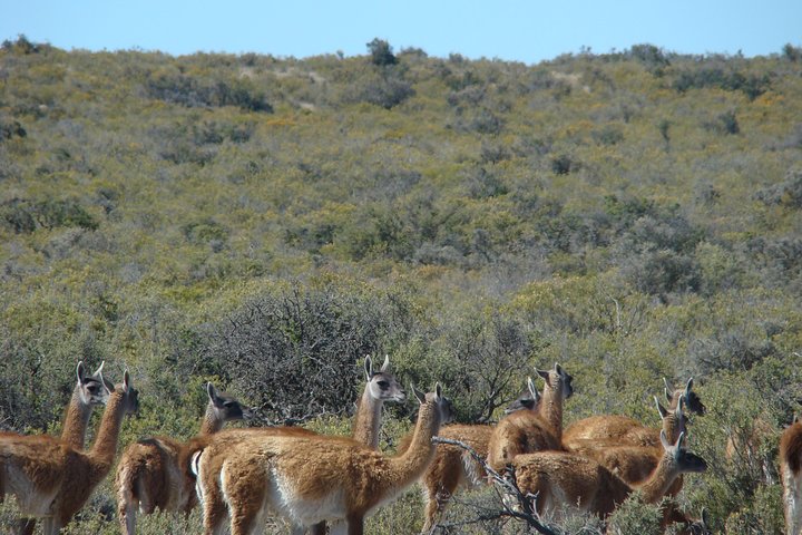 Exclusive Peninsula Valdes Nature & Wildlife for Cruise Guests