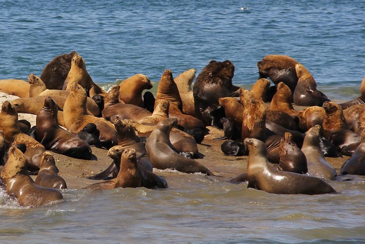Exclusive Peninsula Valdes Nature & Wildlife for Cruise Guests
