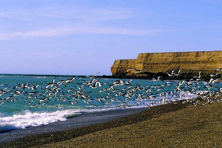 Exclusive Peninsula Valdes Nature & Wildlife for Cruise Guests