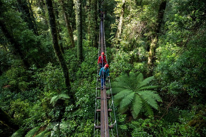 Rotorua Canopy Tours: 2.5Hour Native Forest Zipline Adventure