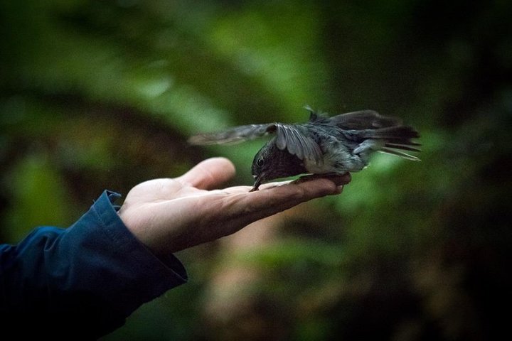 Rotorua Canopy Tours: 2.5Hour Native Forest Zipline Adventure