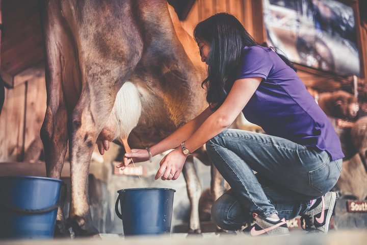 Agrodome Farm Experience including Farm Show and Farm Tour - Rotorua