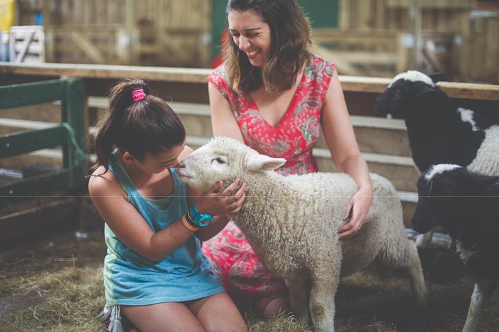 Agrodome Farm Experience including Farm Show and Farm Tour - Rotorua