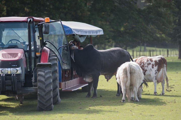 Agrodome Farm Experience including Farm Show and Farm Tour - Rotorua