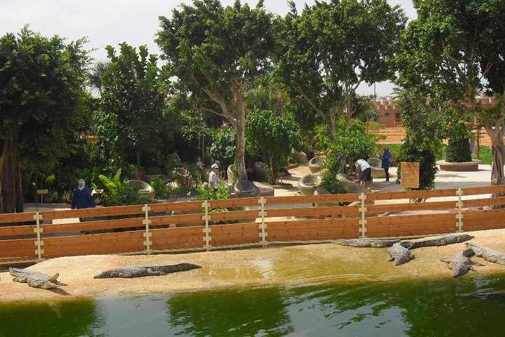 Agadir 3-in-1 Tour: Goats on Trees Souk El Had Crocoparc Tickets