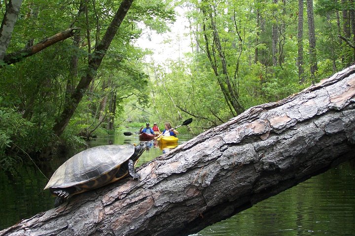 Alligator River Kayak Adventure
