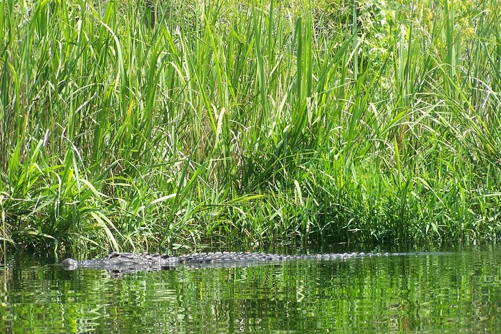 Alligator River Kayak Adventure