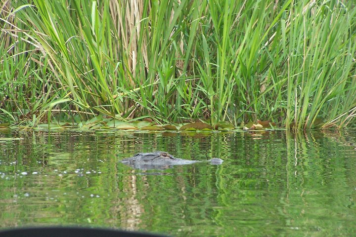 Alligator River Kayak Adventure