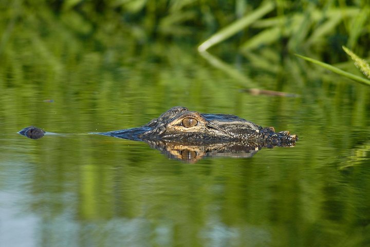 Alligator River Kayak Adventure