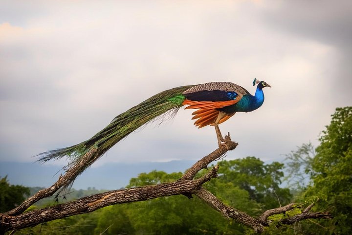 2 Day Tour of Udawalawe & Ella with Up Country Scenic Train Ride - All Inclusive