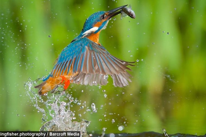 Dawn bird watching on Lake Kivu