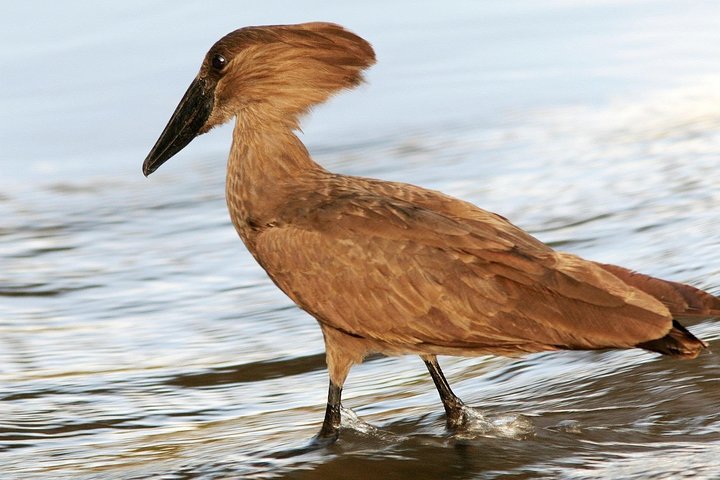 Dawn bird watching on Lake Kivu