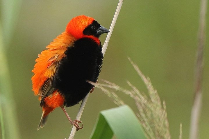 Dawn bird watching on Lake Kivu
