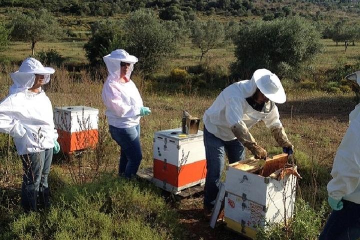 Beekeeper for a Day close to Nafplio