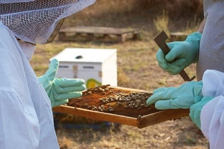 Beekeeper for a Day close to Nafplio