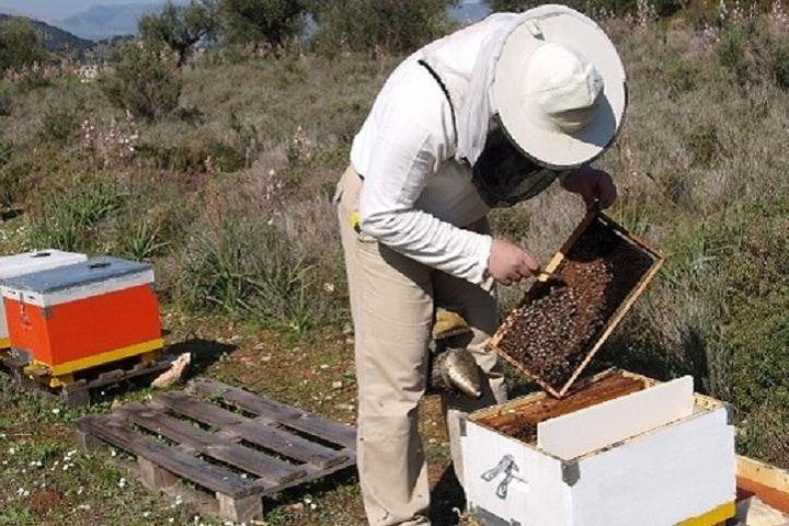 Beekeeper for a Day close to Nafplio
