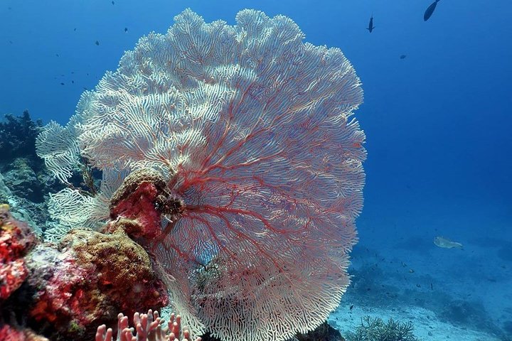 Bunaken Island three-point snorkeling includes lunch and shuttle