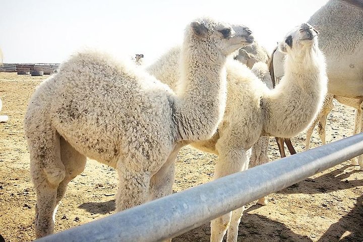 Kuwait City Filaka Island Full Day Tour