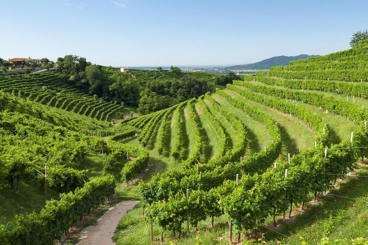 2 Guests Private Prosecco Road Tour All Inclusive from Conegliano