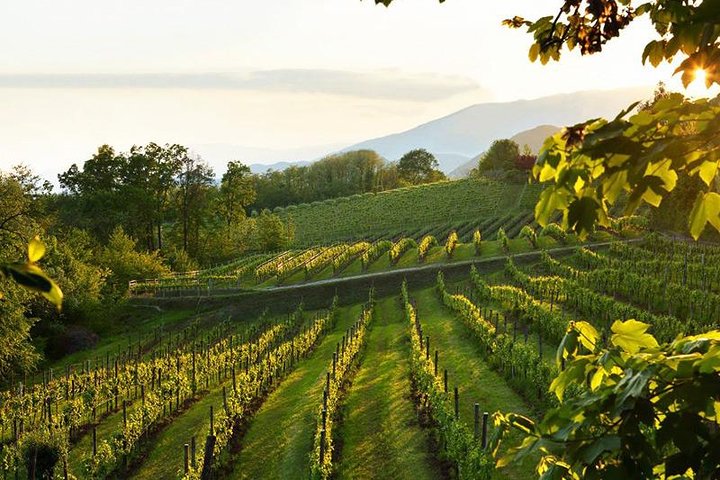 2 Guests Private Prosecco Road Tour All Inclusive from Conegliano