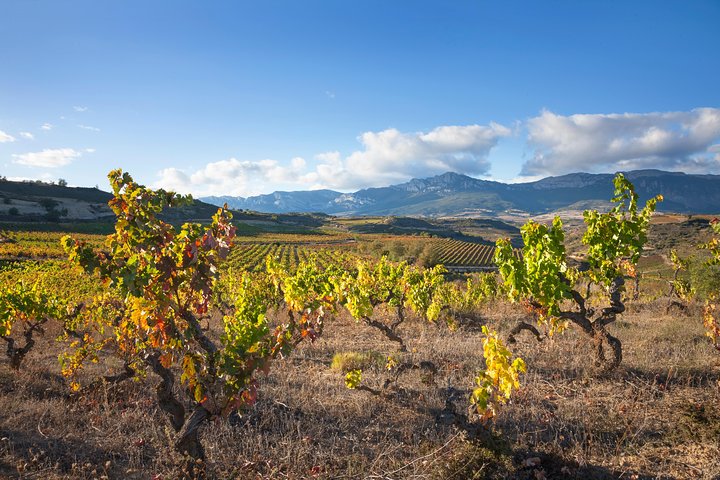 La Rioja wines and Laguardia tour from Logroño