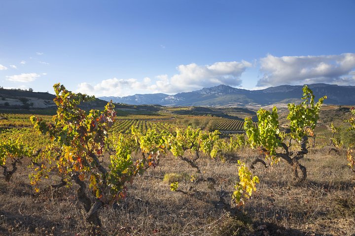Wine tour: winery and traditional lunch from La Rioja