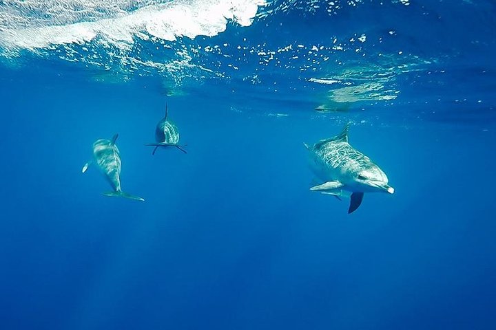 Swim with Wild Dolphins in the Azores