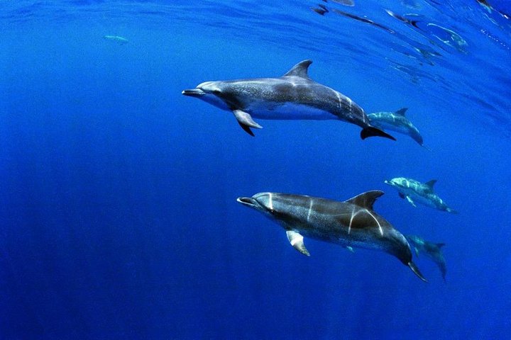 Swim with Wild Dolphins in the Azores