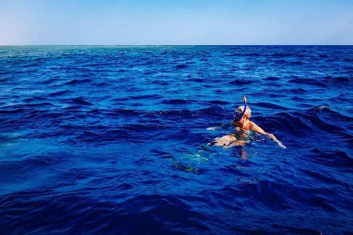 Swim with Wild Dolphins in the Azores