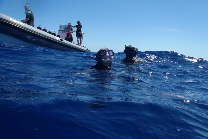 Swim with Wild Dolphins in the Azores