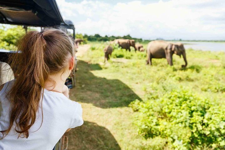 Half Day Minneriya National Park Safari from Dambulla