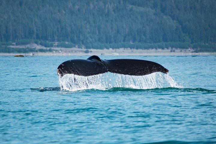 Alaska Whale Watching Cruise: 3 Hours on the Water
