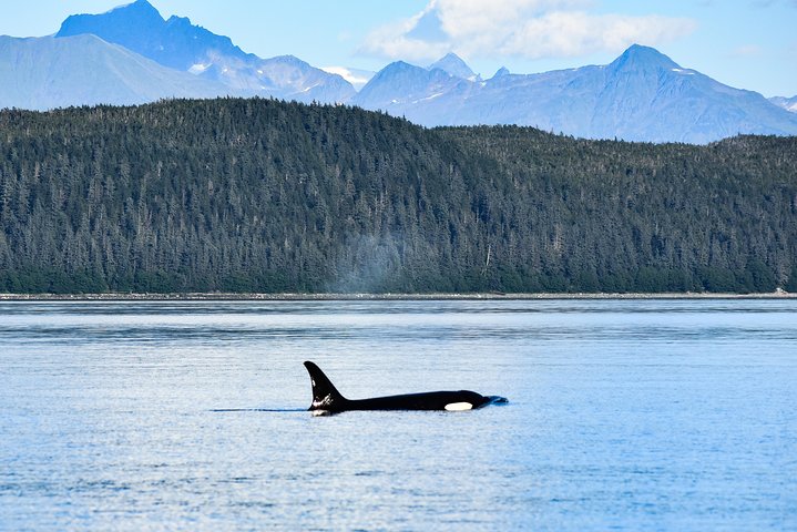 Alaska Whale Watching Cruise: 3 Hours on the Water
