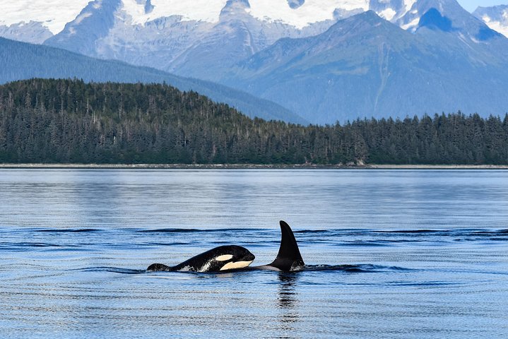 Alaska Whale Watching Cruise: 3 Hours on the Water