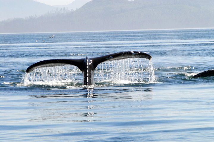 Alaska Whale Watching Cruise: 3 Hours on the Water